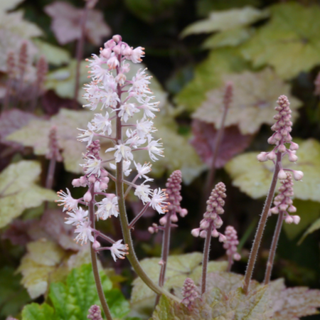 Tiarella wherryi