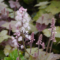Tiarella wherryi