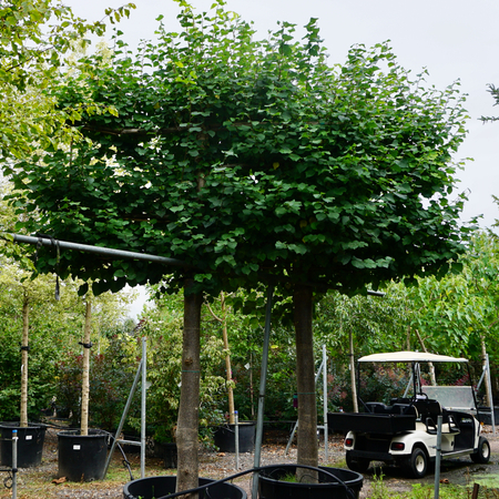 Tilia cordata Bohlje