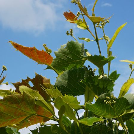 Tilia henryana - image 2