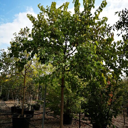 Tilia henryana