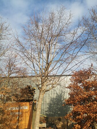 Tilia tomentosa - image 2
