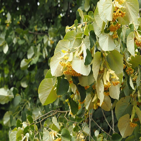 Tilia tomentosa