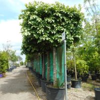 Tilia tomentosa Brabant