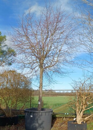 Tilia x europaea Pallida