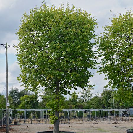 Tilia x europaea Pallida