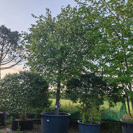 Tilia x europaea Pallida - image 1