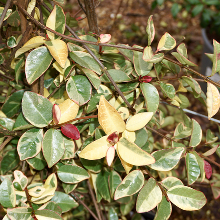 Trachelospermum jas. Variegatum - image 2