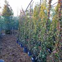 Trachelospermum jasminoides