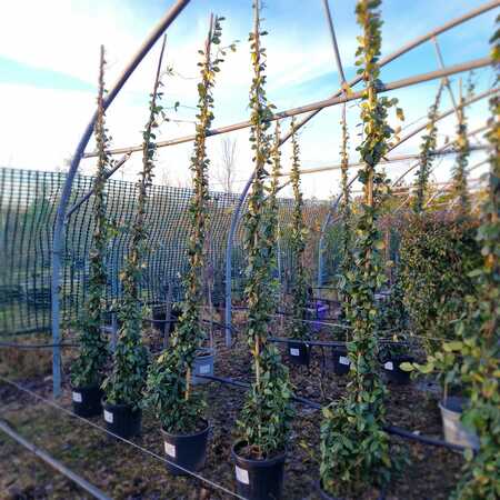 Trachelospermum jasminoides