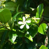 Trachelospermum jasminoides