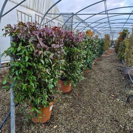 Trachelospermum jasminoides