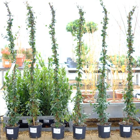 Trachelospermum jasminoides