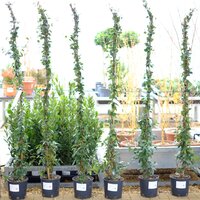 Trachelospermum jasminoides