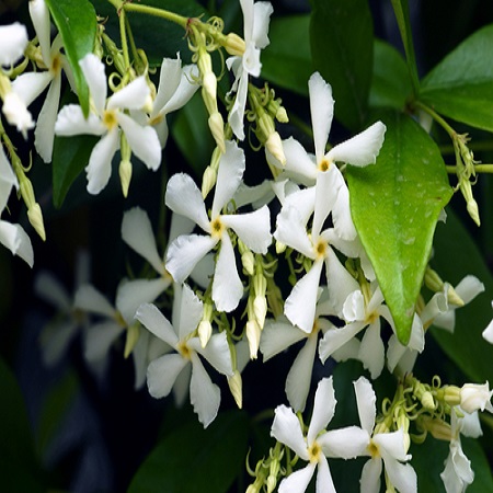 Trachelospermum jasminoides - image 2