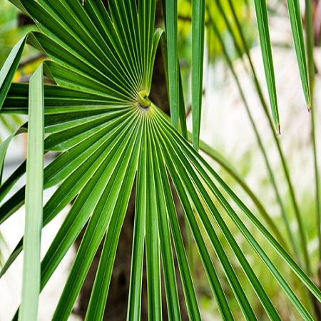 Trachycarpus fortunei - image 2