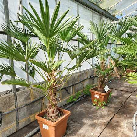 Trachycarpus fortunei 'Wagnerianus' - image 2