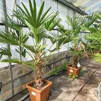 Trachycarpus fortunei 'Wagnerianus' - image 2