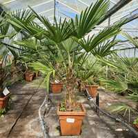 Trachycarpus fortunei 'Wagnerianus' - image 1