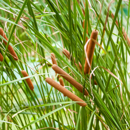 Typha angustifolia | Tendercare