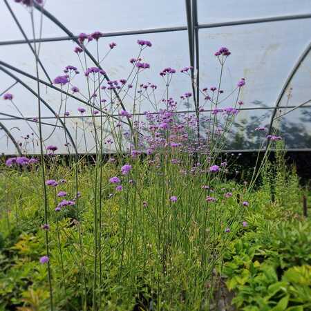 Verbena bonariensis | Tendercare