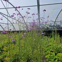 Verbena bonariensis | Tendercare