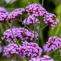 Verbena bonariensis | Tendercare