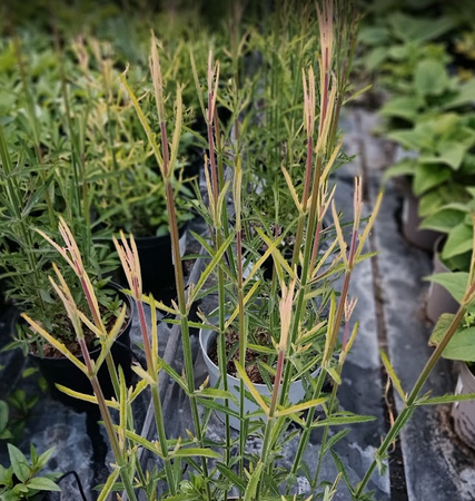 Verbena bonariensis | Tendercare