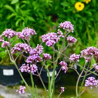 Verbena bonariensis Lollipop