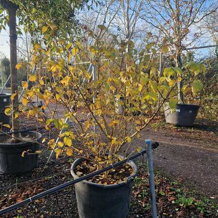 Viburnum carlesii - image 1