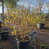 Viburnum carlesii - image 1