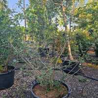 Viburnum carlesii - image 2