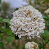 Viburnum carlesii - image 1