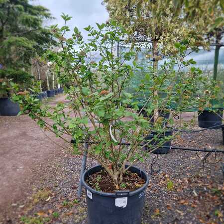 Viburnum carlesii - image 2