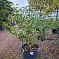 Viburnum carlesii - image 2