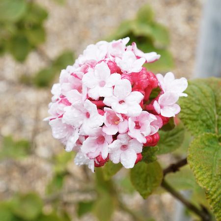 Viburnum carlesii Aurora