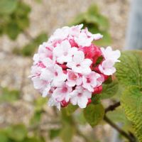Viburnum carlesii Aurora