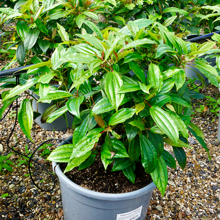 Viburnum davidii