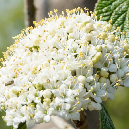 Viburnum lantana - image 1