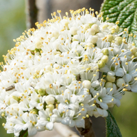 Viburnum lantana - image 1