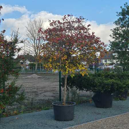 Viburnum lantana - image 2