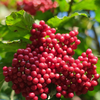 Viburnum odo. awabuki | Order online @ Tendercare