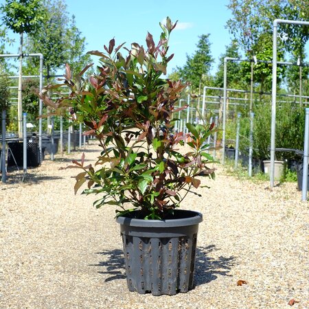 Viburnum odo. Coppertop - image 1