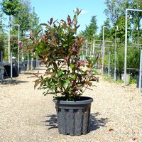 Viburnum odo. Coppertop - image 1