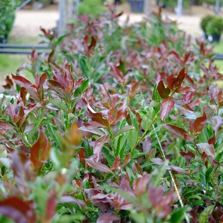 Viburnum odo. Coppertop - image 2