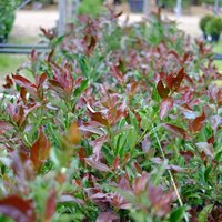 Viburnum odo. Coppertop - image 2