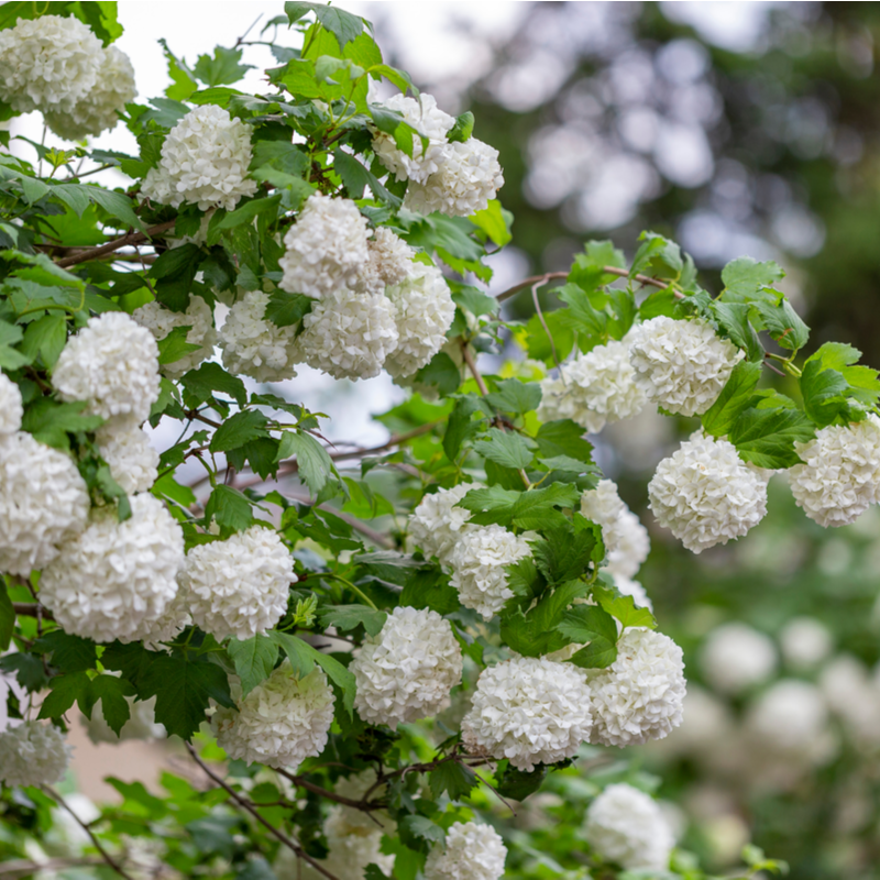 Viburnum opulus Roseum Tendercare