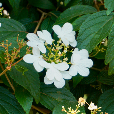 Viburnum pli. Kilimanjaro - image 2