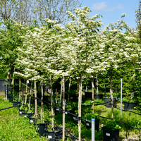 Viburnum plicatum tennessee | Tendercare UK