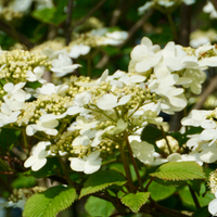 Viburnum pli. Tennessee - image 2